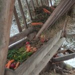 phoca_thumb_m_zajci a zvtka 29 Fotogalerie